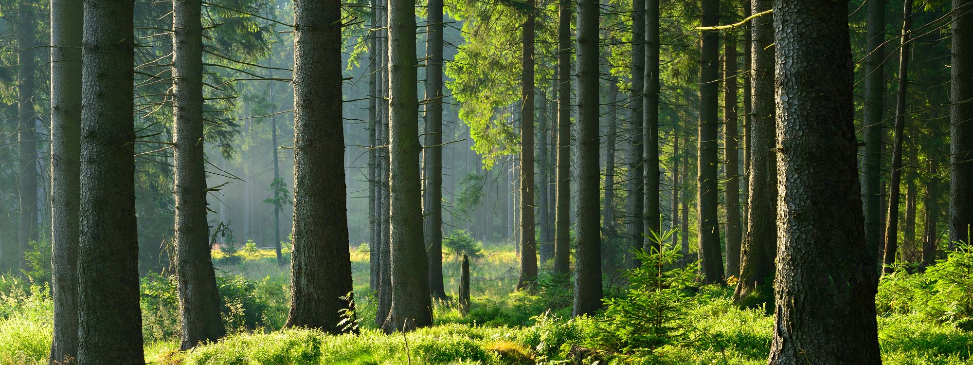 Alois Schambeck - Waldbewertung - Forsteinrichtung - Gehölzbewertung Forstbetriebsberatung - Waldverkauf/Waldankauf